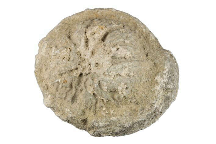 Silurain Fossil Sponge (Astraeospongia) - Tennessee #203681